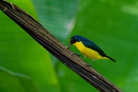 Libohlasek bonapartuv - Euphonia hirundinacea - Yellow-throated Euphonia o2439